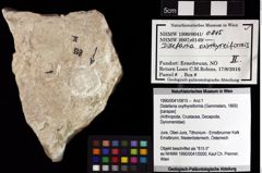 Foto (Objket + Etiketten) von Distefania oxythyreiformis (Gemmelaro, 1869) 